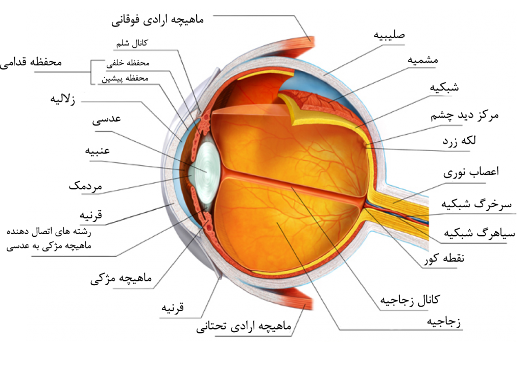 تخریب ماکولای چشم آناتومی چشم و ساختمان آن