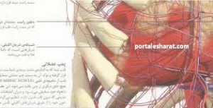 آناتومی قلب انسان طب تخصصی کهن