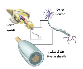 عصب چیست؟ سیستم عصبی بدن