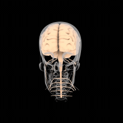 تشریح کاسه سر و جمجمه انسان آناتومی مغز و سر انسان