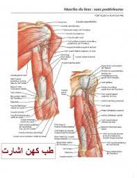 آناتومی دست و بازوی انسان آناتومی عضلات و رباط ها