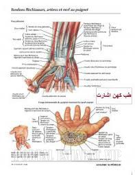 آناتومی دست و بازوی انسان ماهیچه شناسی
