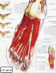 آناتومی و تشریح پاهای انسان آناتومی عضلات و رباط ها