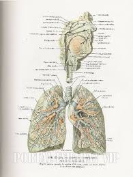 چگونه نفس می کشیم؟ آناتومی مجاری تنفسی