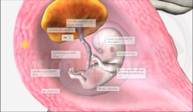 بارداری هفته های اول - رشد جنین دوران جنینی
