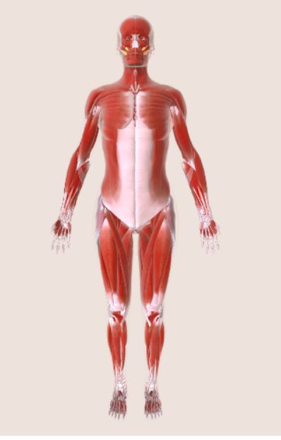 آناتومی و تشریح سیستم عضلانی آناتومی عضلات و رباط ها