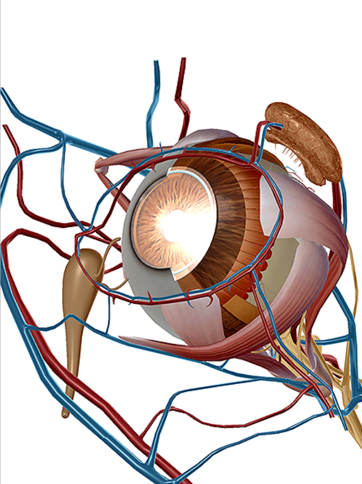 آناتومی چشم انسان بشکلی ویژه