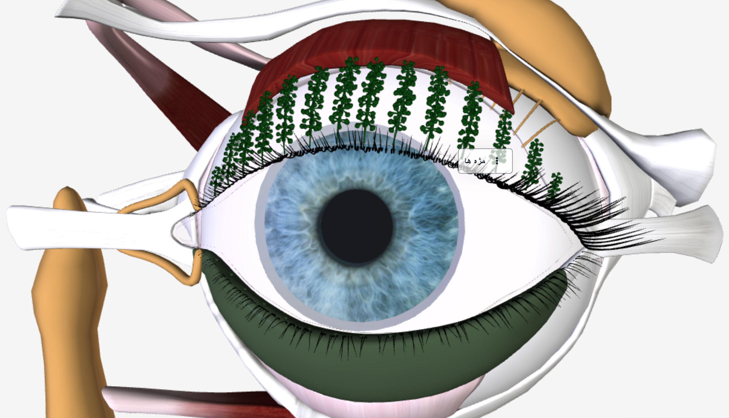 آناتومی چشم انسان – ویدئوی واضح سازی