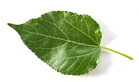 green-leaf.jpg