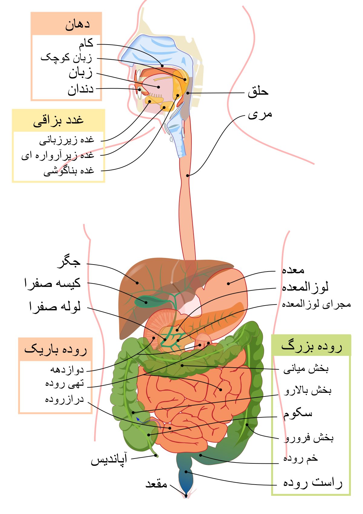 سیستم هضم در بدن انسان
