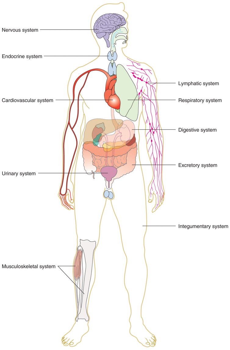 سیستم هضم بدن انسان آناتومی مجاری تنفسی