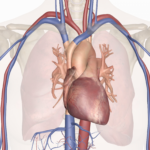 قلب و سیستم عروقی آناتومی تشریح بدن 