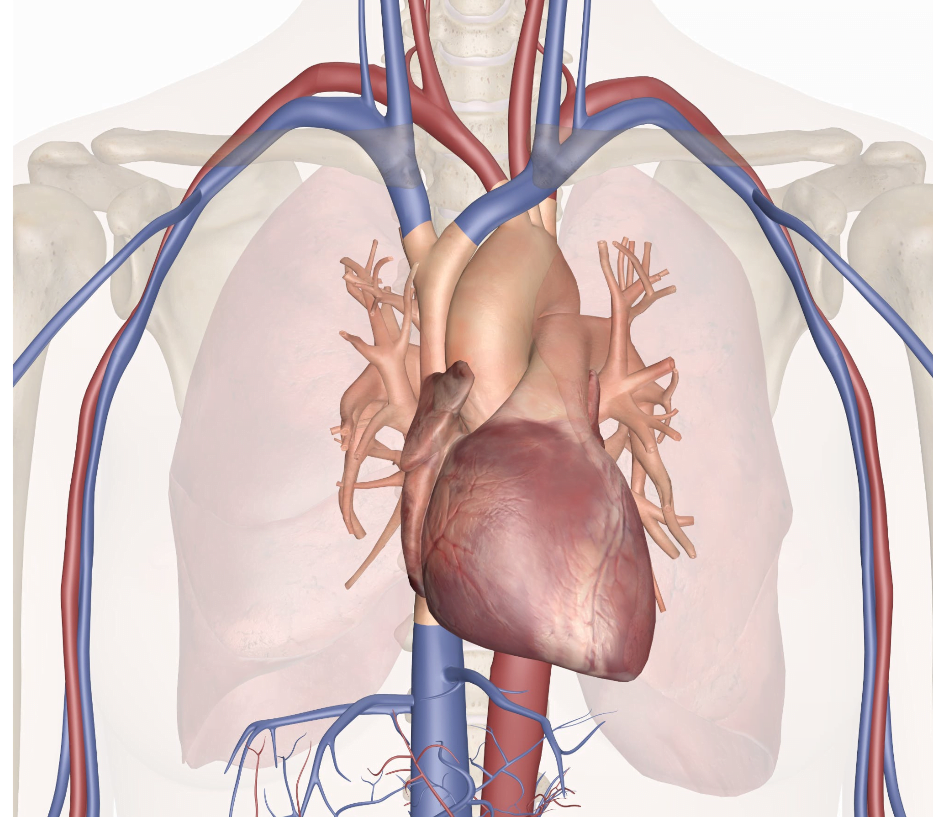 قلب و سیستم عروقی آناتومی تشریح بدن  آناتومی و تشریح قلب انسان