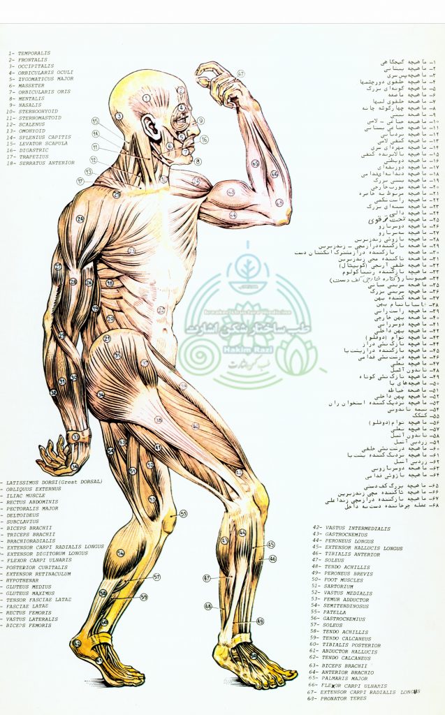آناتومی عضله و ماهیچه آناتومی و تشریح بدن
